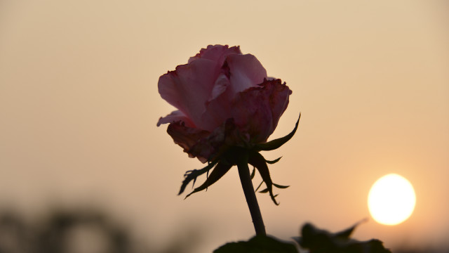 Pink flower sunset bud neo free wallpaper for desktop - medium preview image