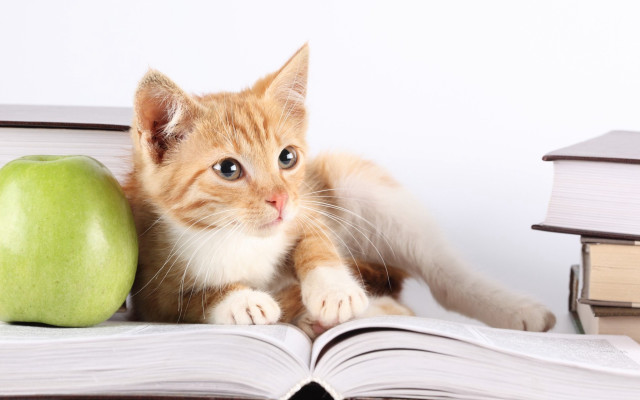 Cat book apple table books free wallpaper for desktop - medium preview image