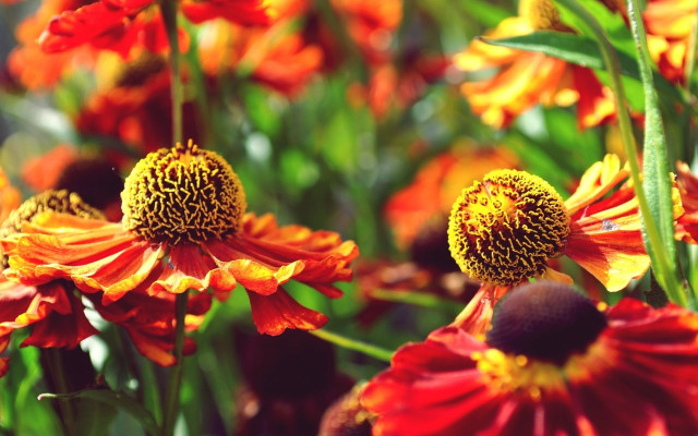 Orange yellow flower field sunset free wallpaper for desktop - medium preview image