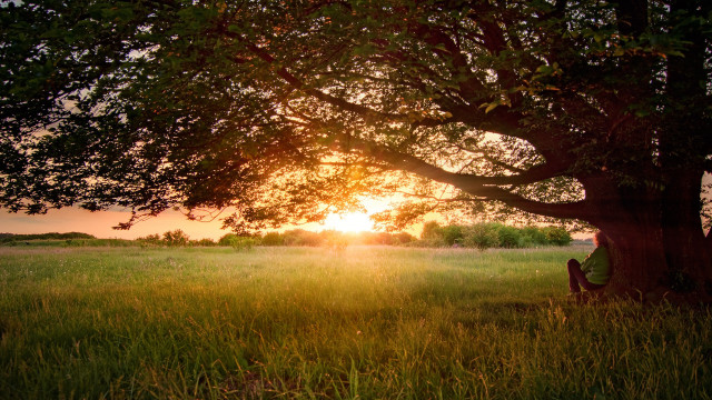 Person sitting under tree field free wallpaper for desktop - medium preview image
