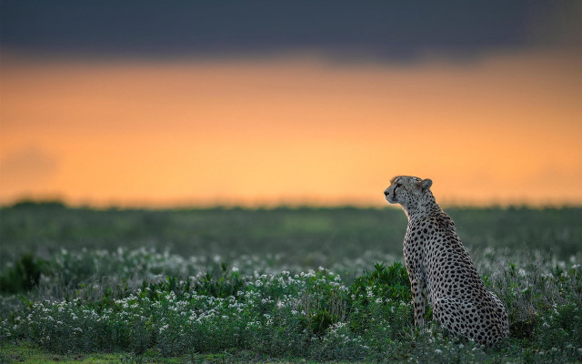 Cheetah sunset grass clouds mountain free wallpaper for desktop - medium preview image