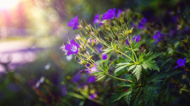 Purple flowers green leaves macro free wallpaper for desktop - medium preview image