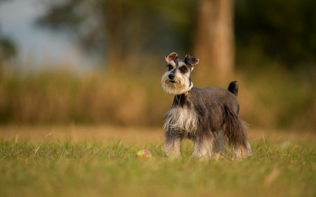 Small dog field grass tiltshift free wallpaper for desktop - medium preview image