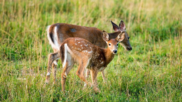 Deer mother young field nature free wallpaper for desktop - medium preview image