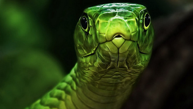 Green snake mouth open eyes free wallpaper for desktop - medium preview image