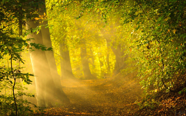 Autumn forest light leaves flame free wallpaper for desktop - medium preview image