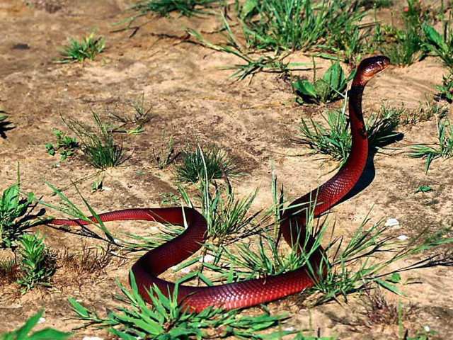 Red snake curling grass desert free wallpaper for desktop - medium preview image