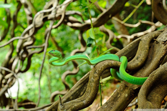 Green snake crawling tree branch #2 free wallpaper for desktop - medium preview image
