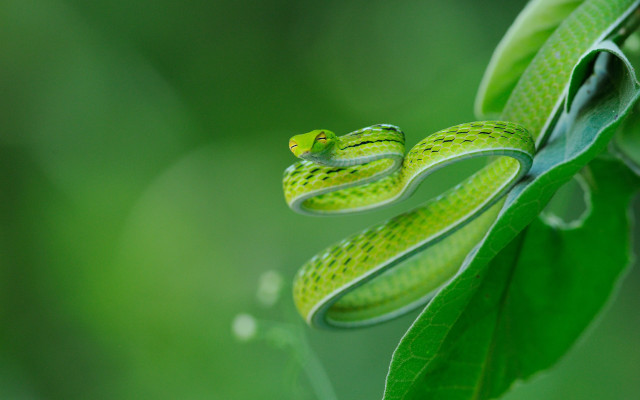Green snake leafy branch water free wallpaper for desktop - medium preview image
