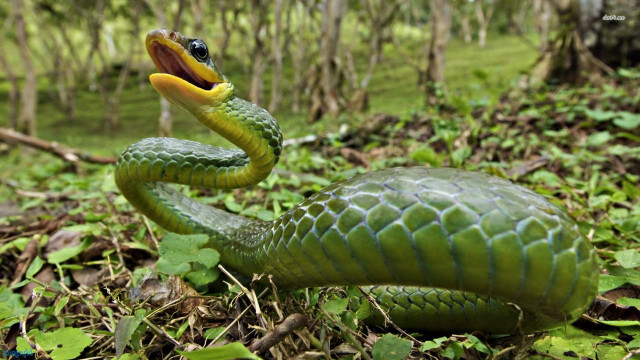 Green snake yellow mouth black free wallpaper for desktop - medium preview image