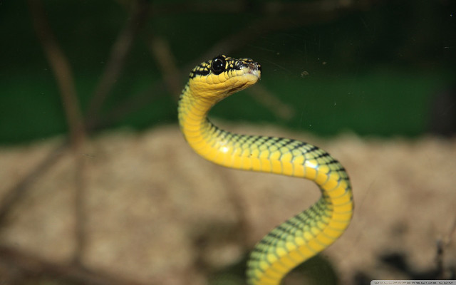 Yellow snake black head tail free wallpaper for desktop - medium preview image