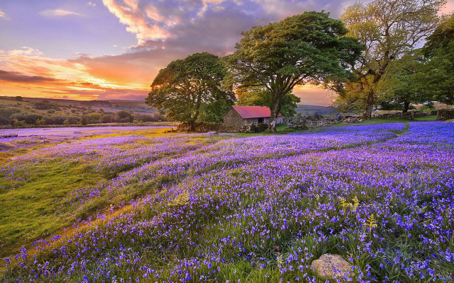 Purple flower field sunset horizon free wallpaper for desktop - medium preview image