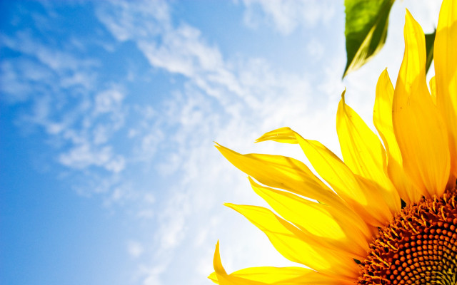 Sunflower blue sky clouds summer free wallpaper for desktop - medium preview image