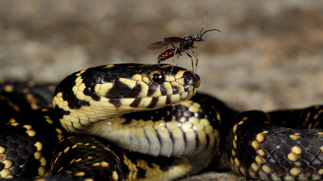 Mosquito snake rock sun fly free wallpaper for desktop - medium preview image