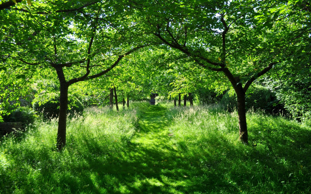Lush forest path bench dappled free wallpaper for desktop - medium preview image