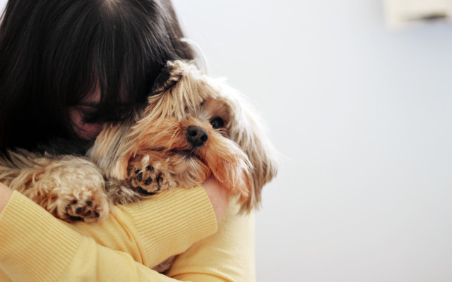 Woman dog yellow sweater tachisme free wallpaper for desktop - medium preview image
