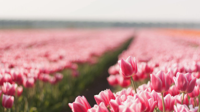 Pink tulips blurry background spring free wallpaper for desktop - medium preview image