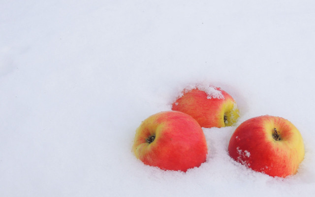 Three apples snow winter still free wallpaper for desktop - medium preview image