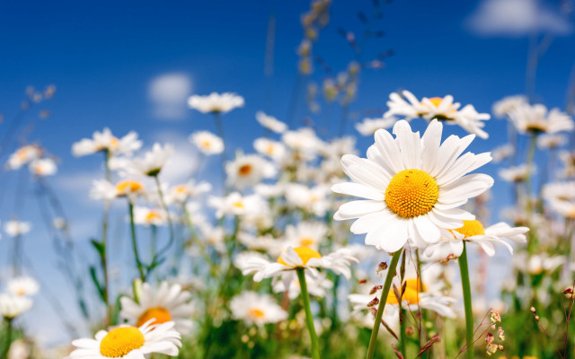 Daisy field blue sky bokeh #3 free wallpaper for desktop - medium preview image