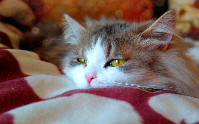 Cat blanket yellow eyes red free wallpaper for desktop - medium preview image