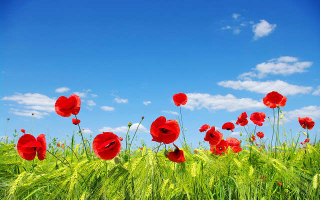 Red flower field blue sky #5 free wallpaper for desktop - medium preview image