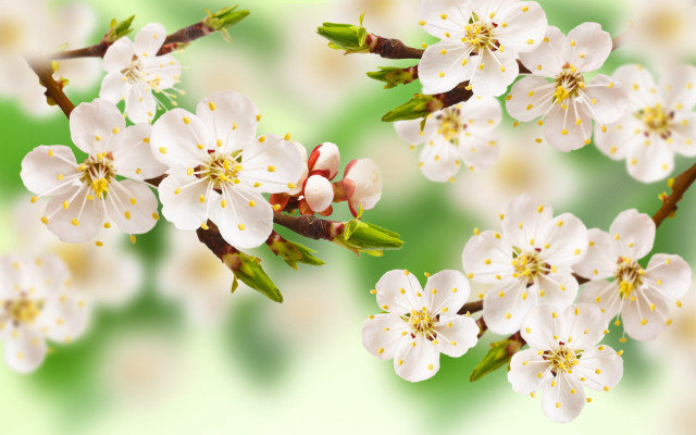 Blurry flower branch green background free wallpaper for desktop - medium preview image