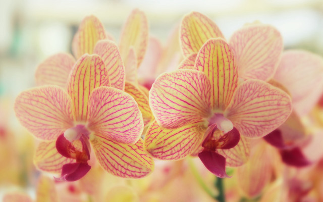 Pink yellow flower bokeh kimono free wallpaper for desktop - medium preview image