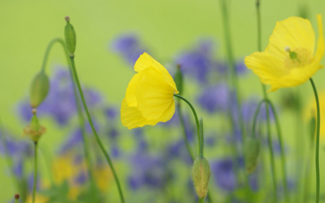 Yellow flowers field bokeh green free wallpaper for desktop - medium preview image