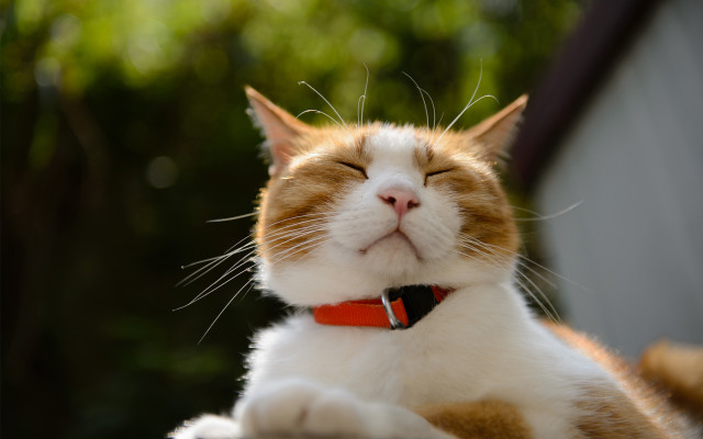 Cat closed eyes red collar free wallpaper for desktop - medium preview image