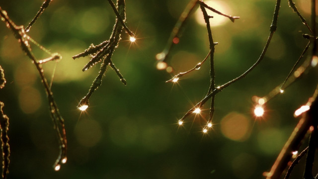 Water drops branch bokeh light free wallpaper for desktop - medium preview image
