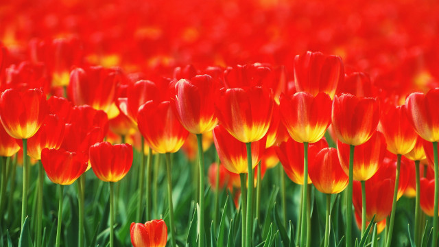 Flower field autumn colors blurry free wallpaper for desktop - medium preview image