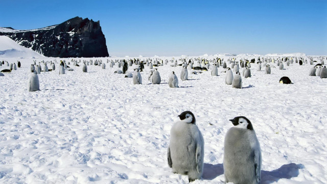Penguins snow mountain sky winter free wallpaper for desktop - medium preview image