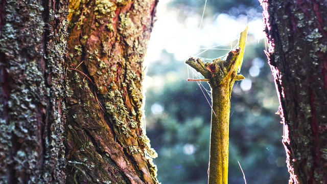 Forest tree mountain river city free wallpaper for desktop - medium preview image