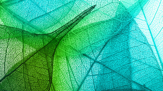 Leaf green blue yellow mandelbrot free wallpaper for desktop - medium preview image