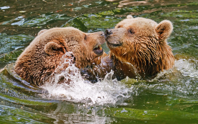 Bears playing in water impressionist free wallpaper for desktop - medium preview image