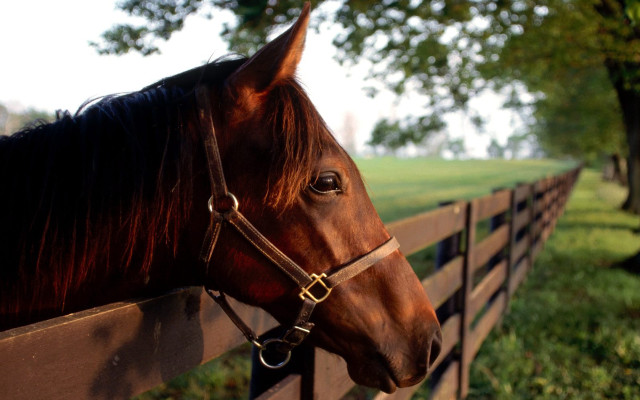 Horse fence field trees blurry free wallpaper for desktop - medium preview image