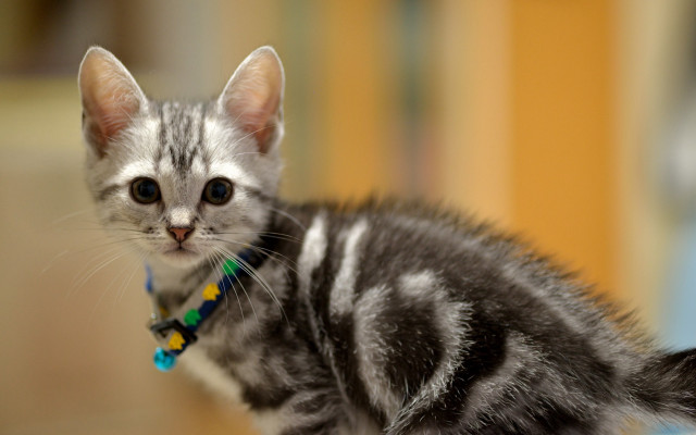 Small kitten blue collar sitting free wallpaper for desktop - medium preview image