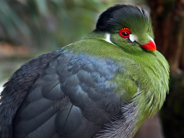 Green black bird red eyes free wallpaper for desktop - medium preview image