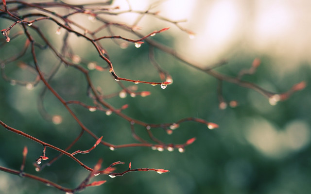 Water drops branch leaf nature free wallpaper for desktop - medium preview image