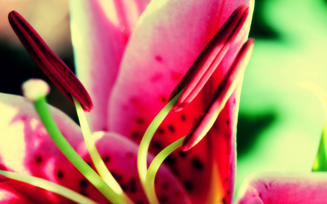 Pink flower green leaves macro #3 free wallpaper for desktop - medium preview image