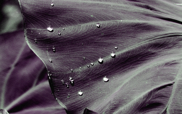 Large leaf water drops dark free wallpaper for desktop - medium preview image