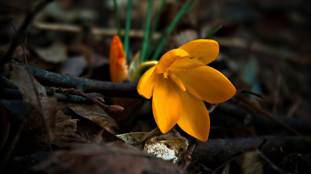Yellow flower woods bokeh macro free wallpaper for desktop - medium preview image