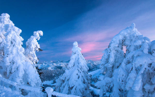 Snowboarder snow trees sunset pink free wallpaper for desktop - medium preview image