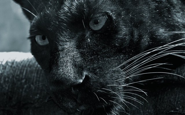 Black cat sad eye serious free wallpaper for desktop - medium preview image