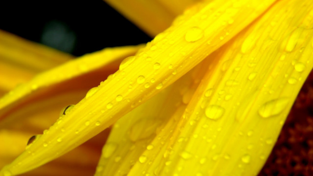 Yellow flower water droplets macro #15 free wallpaper for desktop - medium preview image