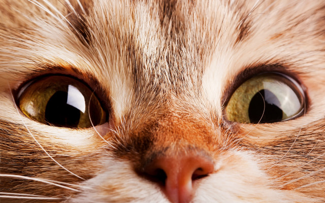 Cat green eyes white nose free wallpaper for desktop - medium preview image