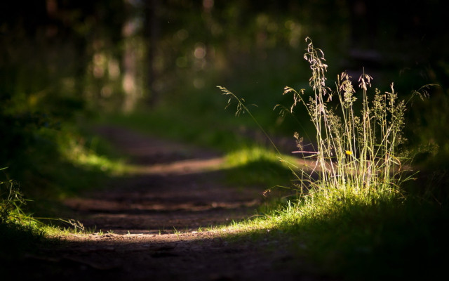 Woodland path bench bokeh nature free wallpaper for desktop - medium preview image