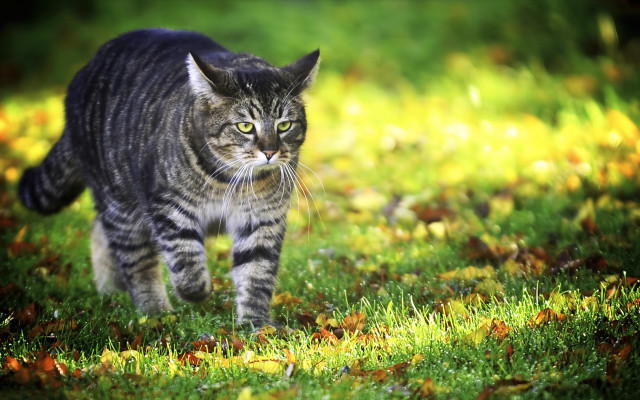 Cat walking green field sunny free wallpaper for desktop - medium preview image