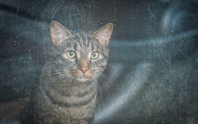 Sad cat screen city fence free wallpaper for desktop - medium preview image