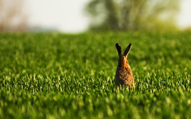 Rabbit field bush nature tiltshift free wallpaper for desktop - medium preview image